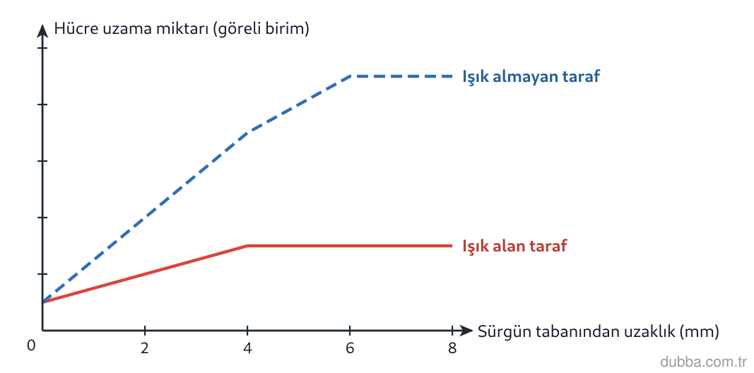 Biyoloji — Tepki ünitesi: Grafikteki eğriye göre, tek yönlü ışığa maruz kalan bir sürgünde oksin dağılımı ve büyüme hakkı