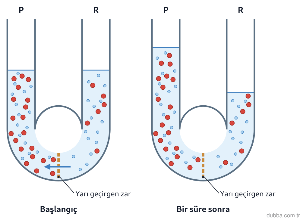 Biyoloji — Organizasyon ünitesi: Şekildeki U borusunda yarı geçirgen zar bulunur; t=0 anında kollardaki sıvı yükseklikleri eşitt