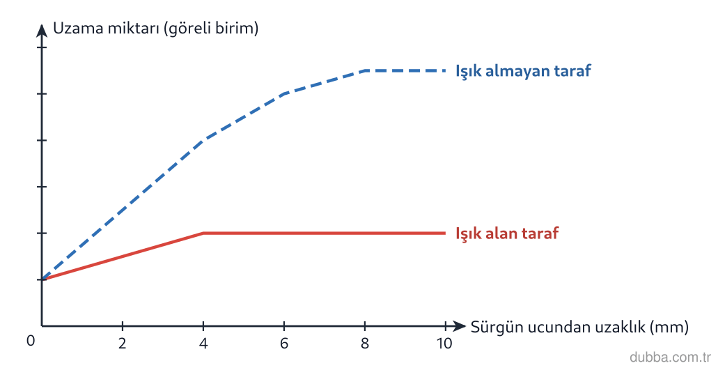 Biyoloji — Tepki ünitesi: Grafikteki eğriye göre, pencere kenarında tek yönlü ışık alan bir ayçiçeği sürgününde oksin dağ