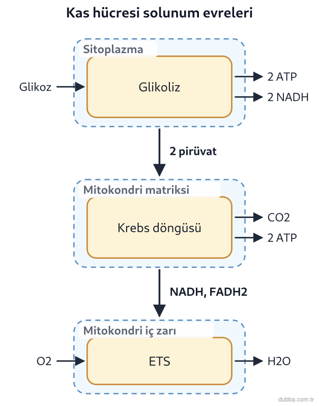 Biyoloji — Enerji ünitesi: Bir sporcunun kas hücresinde glikojen, trigliserit ve protein aynı anda yıkılmaktadır. Şemadaki