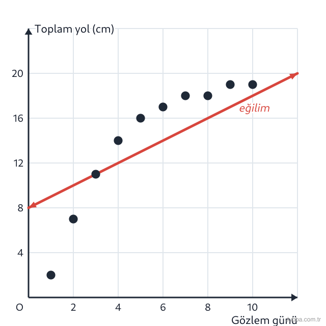 Matematik — İstatistiksel Araştırma Süreci ünitesi: Grafikte bir salyangozun gözlem günü ile katettiği toplam yol (cm) ve bu verilere uydurulan eği