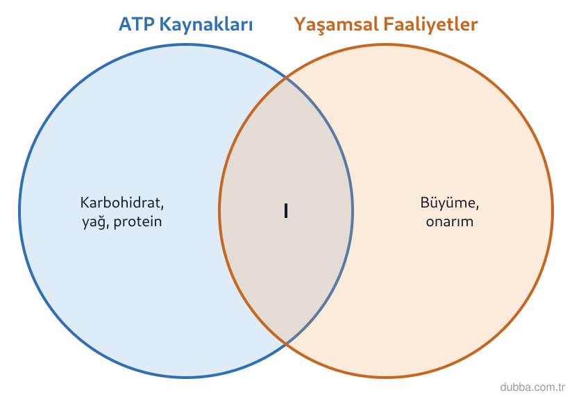 Biyoloji — Enerji ünitesi: Aşağıdaki Venn şemasında I numaralı bölge, hem ATP üretiminde kullanılan besin ögeleri hem de b