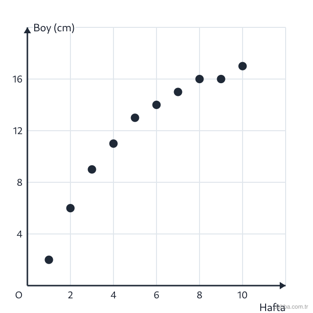 Matematik — İstatistiksel Araştırma Süreci ünitesi: Grafikte bir fidenin hafta numarası ile boyu (cm) gösterilmiştir. Noktalar sürekli yükselmekte 