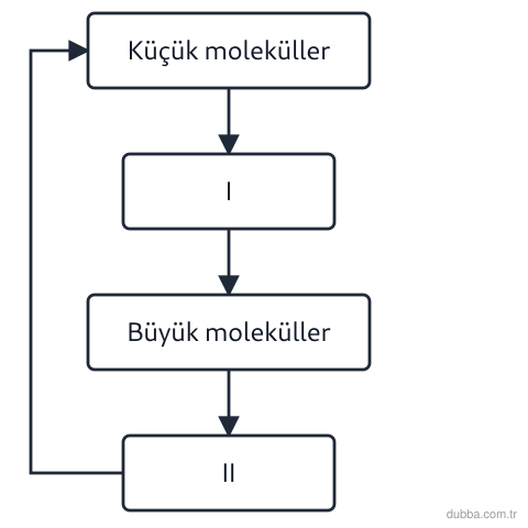 Biyoloji — Yaşam ünitesi: Şekildeki metabolizma akışında I ve II numaralı süreçler ile ilgili hangisi doğrudur?
