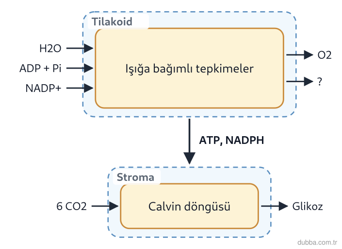 Biyoloji — Enerji ünitesi: Işığın kullanıldığı tepkimelerle ilgili, I. Girdiler ışık, su, NADP+, ADP ve inorganik fosfattı