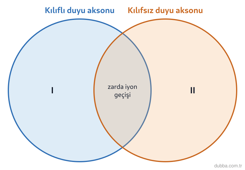 Biyoloji — Tepki ünitesi: Bir memelinin derisinden alınan iki duyu nöronunun aksonları, miyelin kılıfının bulunup bulunma