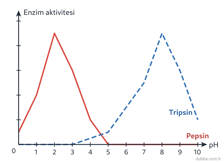Biyoloji — Yaşam ünitesi: Grafikte pepsin ve tripsinin pH’ye göre aktiviteleri verilmiştir. Buna göre hangileri doğrudur?