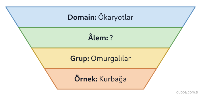 Biyoloji — Organizasyon ünitesi: Aşağıdaki sınıflandırma basamaklarında soru işareti yerine gelmesi gereken âlem hangisidir?