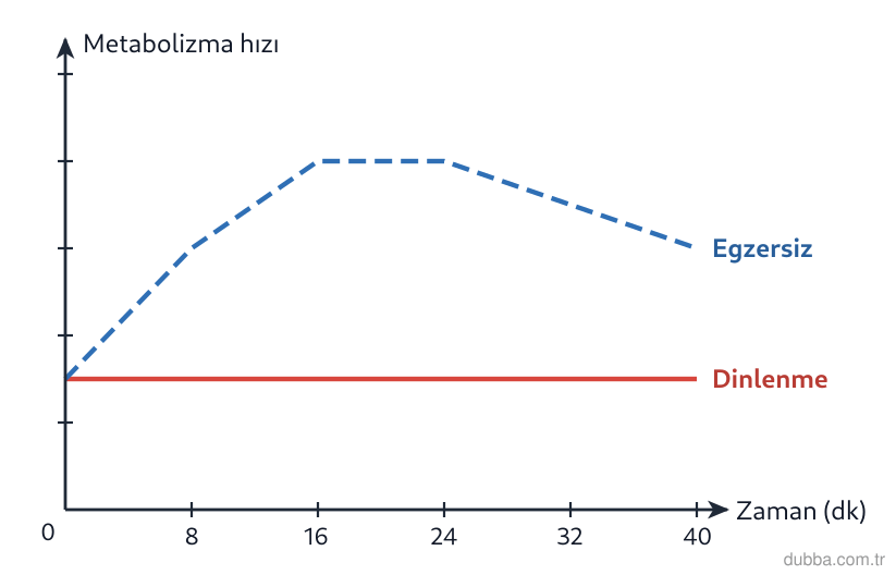 Biyoloji — Enerji ünitesi: Grafikteki eğrilere göre aynı süre içinde egzersiz yapan bireyin metabolizma hızı, dinlenen bir