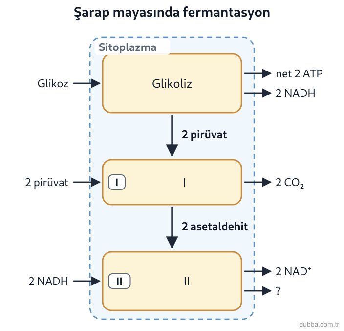 Biyoloji — Enerji ünitesi: Şarap üretiminde kullanılan mayalara ait şemada I ve II numaralı basamaklar hangi olayları göst