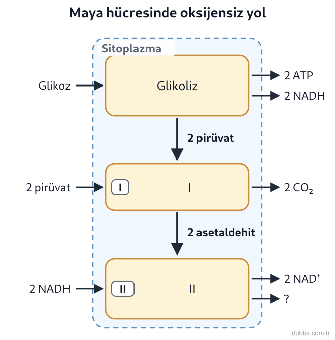 Biyoloji — Enerji ünitesi: Maya hücrelerinin oksijensiz ortamda glikozu işlemeye devam ettiği şemada I ve II numaralı basa