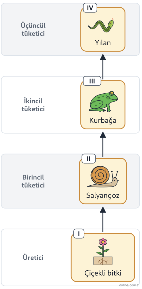Biyoloji — Ekoloji ünitesi: Çizimdeki canlılar arasında, tarlaya verilen kalıcı zehir üreticiden zincire girerse en yüksek 