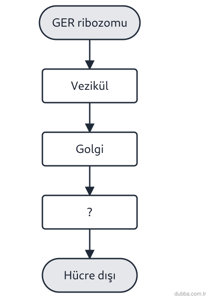 Biyoloji — Organizasyon ünitesi: Goblet hücresinde mukusun salgılanmasında şekilde ? basamağına karşılık gelen olay hangisidir?