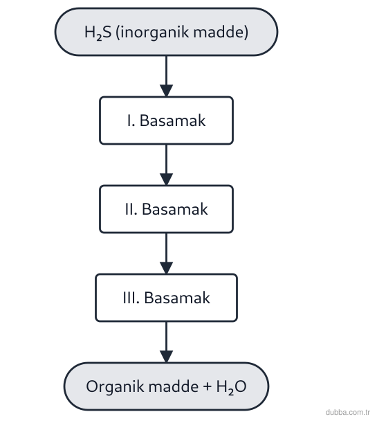 Biyoloji — Enerji ünitesi: Aşağıdaki şemada kemosentez gerçekleştiren bir arkebakterinin metabolik sürecinin basamakları n