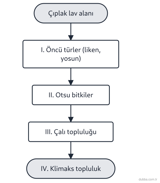 Biyoloji — Ekoloji ünitesi: Volkanik bir patlamanın ardından çıplak kalan lav alanında başlayan ekolojik değişim süreci şem
