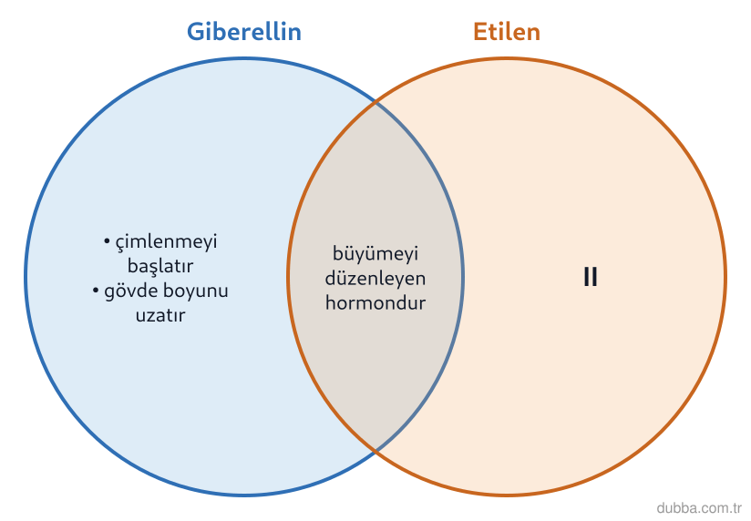 Biyoloji — Tepki ünitesi: Bir bitki fizyolojisi şemasında giberellin ve etilenin etkileri ayrı kümelerde gösterilmiştir.