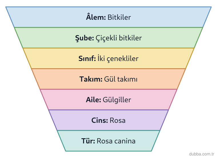 Biyoloji — Organizasyon ünitesi: Şekildeki sınıflandırma basamaklarında âlemden türe doğru (aşağı) inildiğinde, I. ortak özellik