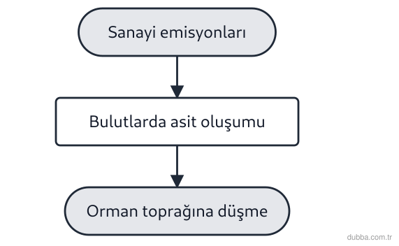 Biyoloji — Ekoloji ünitesi: Orman habitatında asit yağmuruyla toprak asitleşmesine katılan gazlarla ilgili, I. CH4 II. SO2 
