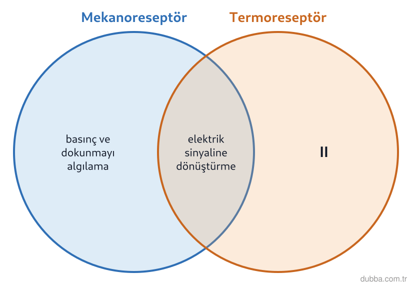 Biyoloji — Tepki ünitesi: Bir çöl kertenkelesinin derisindeki mekanoreseptörler ile termoreseptörler şemadaki kümelerle k