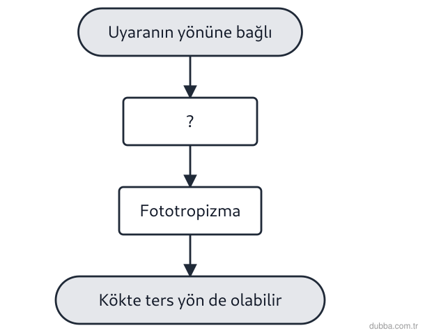 Biyoloji — Tepki ünitesi: Şemada soru işaretli basamak, ışığa bağlı bir yönelim olan fototropizmayı da kapsar ve bu grupt