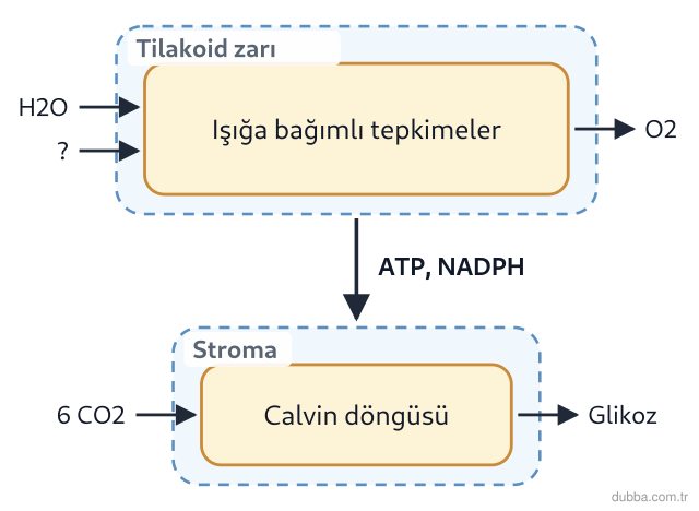 Biyoloji — Enerji ünitesi: Çiçekli bir bitkinin yaprak kesitinde ışığın kullanıldığı tepkimelerle ilgili şu yargılar öne s