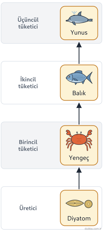 Biyoloji — Ekoloji ünitesi: Şemadaki oklar enerji akışını gösterir. Asit yağmurlarıyla göle karışan ağır metaller üreticide