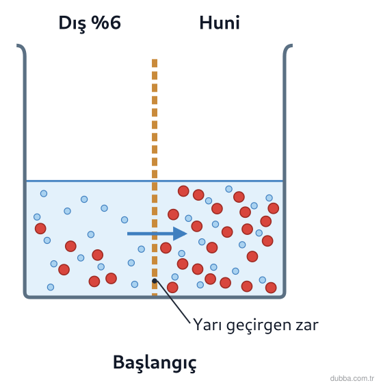 Biyoloji — Organizasyon ünitesi: Üç özdeş huninin ağızları yarı geçirgen zarla kapatılıp %6 glikozlu dış ortama daldırılmıştır. 