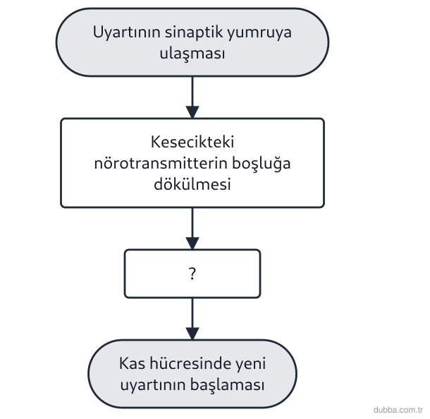 Biyoloji — Tepki ünitesi: Motor nöronun kas lifine uyartı ilettiği kimyasal sinapsta olaylar şemadaki sırayla gerçekleşir