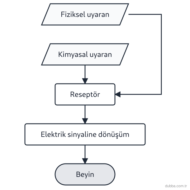 Biyoloji — Tepki ünitesi: Şemada fiziksel ve kimyasal uyaranların duyu organlarından beyne kadar izlediği yol verilmiştir