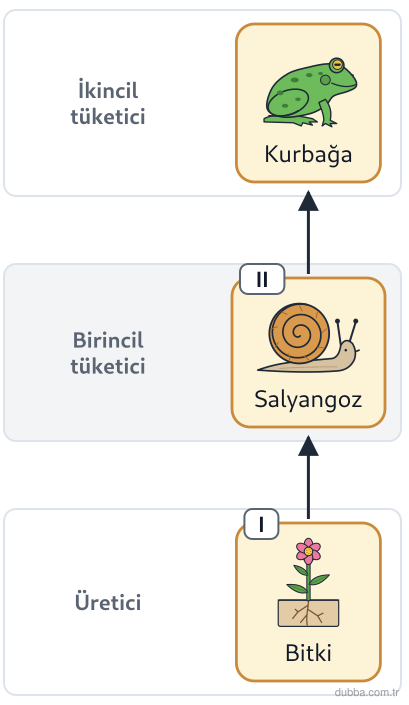 Biyoloji — Ekoloji ünitesi: Enerji akışı şemasındaki I ve II numaralı canlı gruplarının görevleri sırasıyla hangisidir?