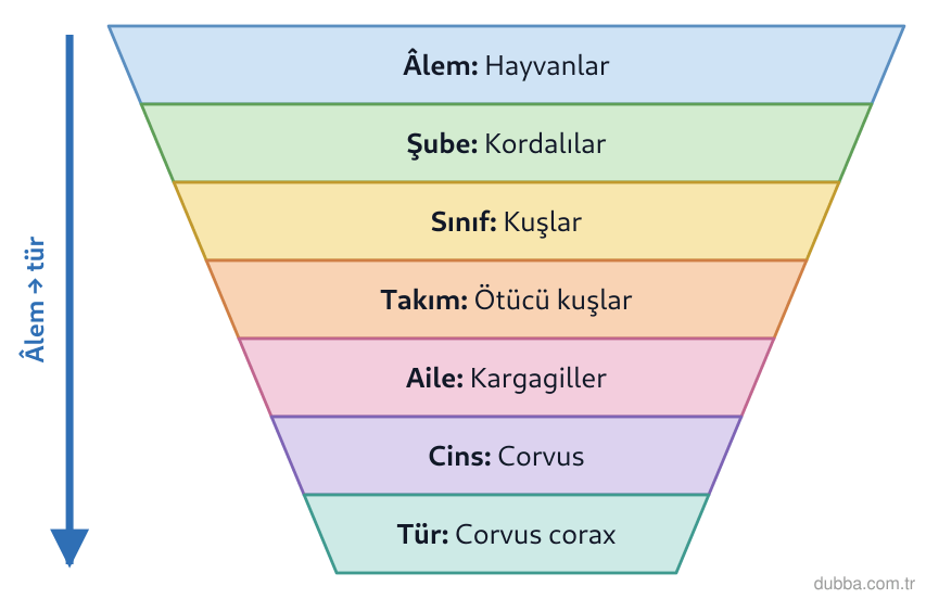 Biyoloji — Organizasyon ünitesi: Şekildeki ok yönünde (geniş kategoriden türe) ilerlenirse, I. protein ve gen benzerliği azalır.
