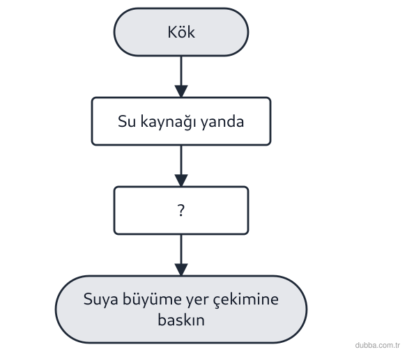Biyoloji — Tepki ünitesi: Şemada kök, yandaki su kaynağına doğru büyümektedir ve bu büyümenin yer çekimine yönelimden dah
