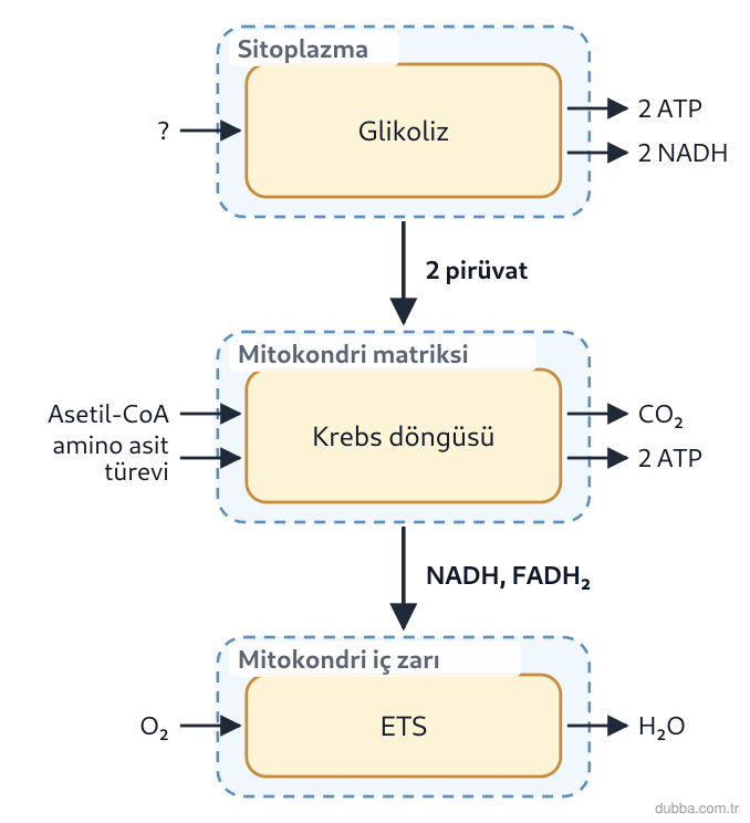 Biyoloji — Enerji ünitesi: Metabolik yol şemasında evrelerin girdileri gizlenmiştir. Şemadaki katılım ilişkilerine bakıldı