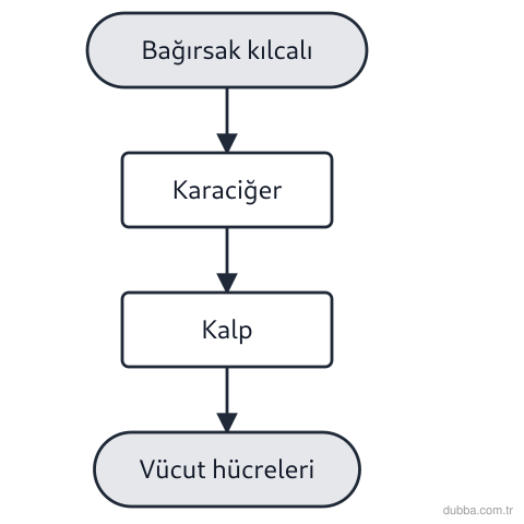 Biyoloji — Enerji ünitesi: Kan kılcalına emilen glikozun izlediği yol ile ilgili hangileri doğrudur? I. Önce karaciğere gi