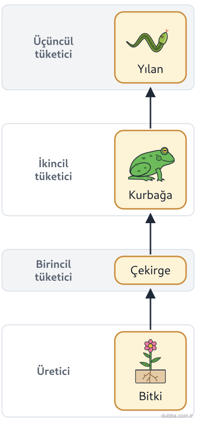 Biyoloji — Ekoloji ünitesi: Şemadaki besin ağında kurbağa popülasyonu belirgin biçimde azalırsa aşağıdaki değişimlerden han