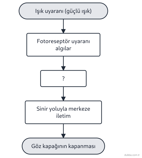 Biyoloji — Tepki ünitesi: Güçlü bir ışıkta göz kapağını kapatan bir kişide basamaklar şemadaki gibidir. ? ile işaretli ba