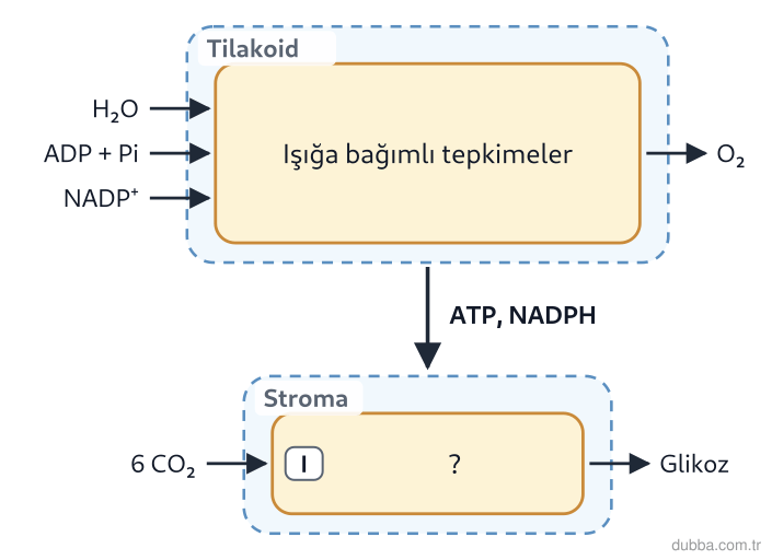 Biyoloji — Enerji ünitesi: Şemada I ile gösterilen basamakta hangi madde çifti doğru verilmiştir?