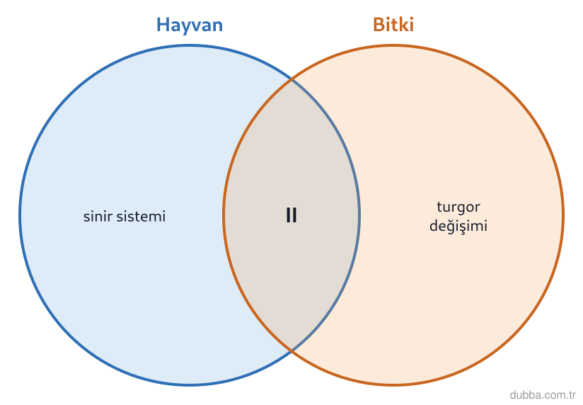 Biyoloji — Tepki ünitesi: Hayvan ve bitki gruplarında tepkinin düzenlenmesine ilişkin özellikler şekildeki şemada ayrılmı