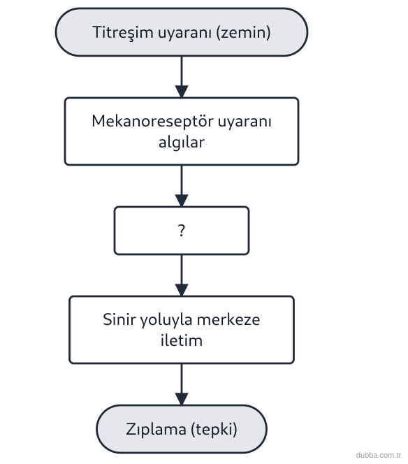 Biyoloji — Tepki ünitesi: Zemin titreşince zıplayan bir kurbağada olay, şemadaki basamaklarla ilerler. ? ile işaretli bas