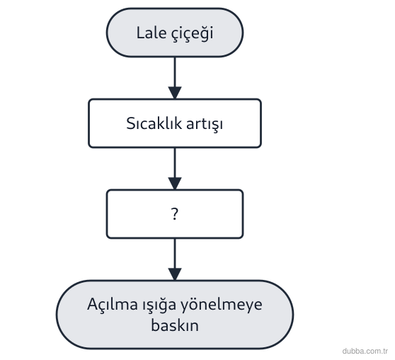 Biyoloji — Tepki ünitesi: Şemada lale çiçeği ortam sıcaklığı artınca açılmaktadır ve bu açılmanın, ısı kaynağının yönünde
