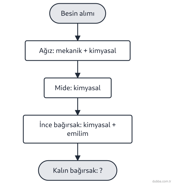 Biyoloji — Enerji ünitesi: Sindirim kanalında besinlerin işlenme süreci düşünüldüğünde, aşağıdaki yargılardan hangisi yanl