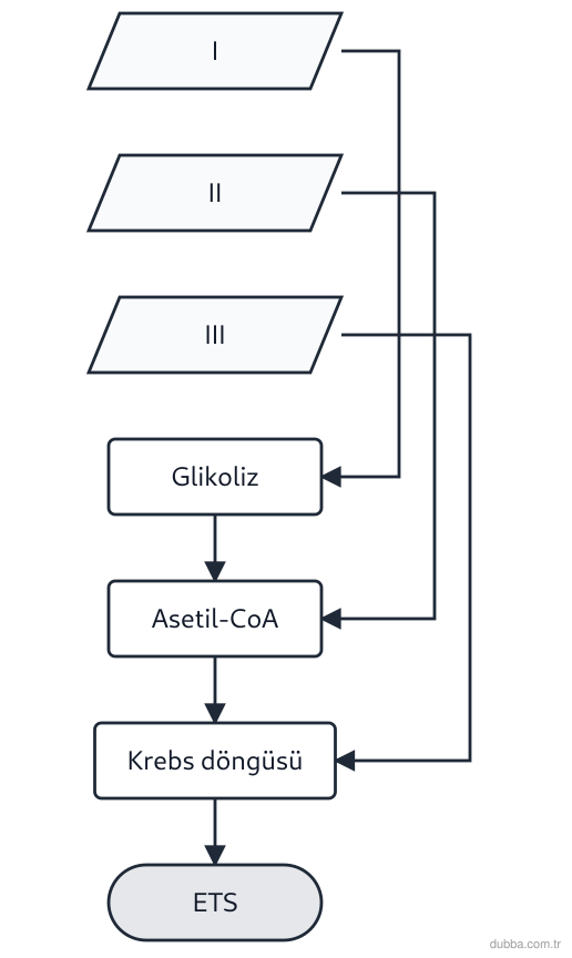 Biyoloji — Enerji ünitesi: Aşağıdaki süreç şemasında I, II ve III numaralı girdilerin solunuma katılımı gösterilmiştir. Bu