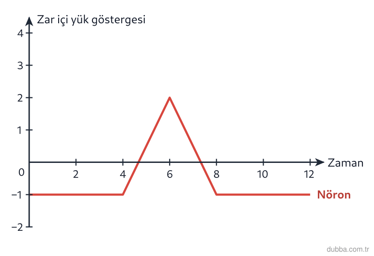 Biyoloji — Tepki ünitesi: Bir deri reseptörüne bağlı nöronda basınç uyartısı verildikten sonra zarın iç kısmındaki yük gö