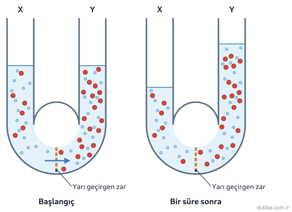 Biyoloji — Organizasyon ünitesi: U biçimindeki cam boruda yarı geçirgen zar bulunur. Başlangıç ve sonraki durum şekilde verilmiş