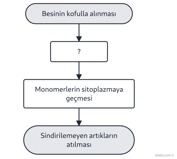 Biyoloji — Enerji ünitesi: Paramesyumda besinlerin hücre içinde sindirilmesine ait şemada soru işareti konulan basamak aşa