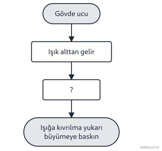 Biyoloji — Tepki ünitesi: Şemada yatay konmuş bir bitkinin gövde ucu, alttan gelen ışığa doğru kıvrılmaktadır ve bu kıvrı