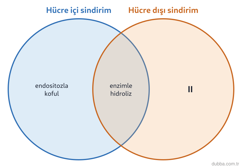 Biyoloji — Enerji ünitesi: Şekildeki Venn diyagramında II numaralı bölgeye hangisi yazılabilir?