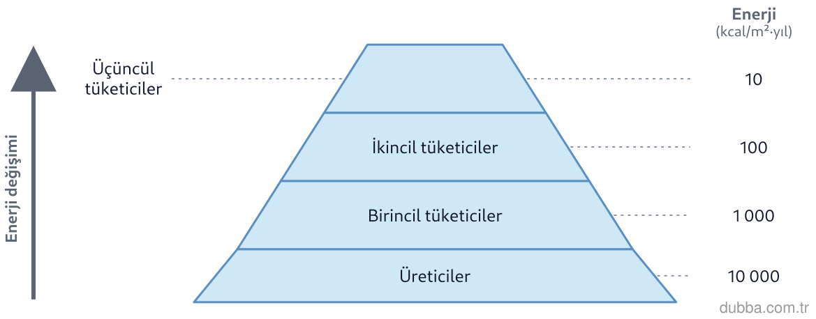 Biyoloji — Ekoloji ünitesi: Piramitte üst basamaklara aktarılan enerji miktarı için hangisi doğrudur?