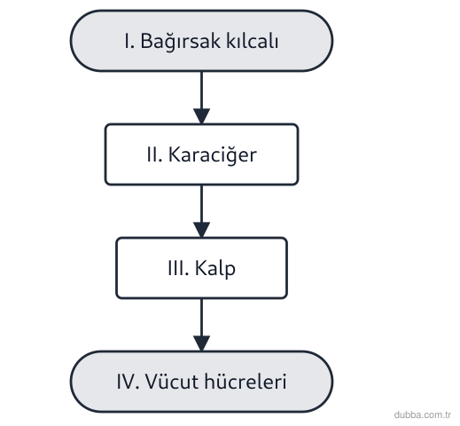 Biyoloji — Enerji ünitesi: Şemadaki akışa göre ince bağırsaktan emilen glikoz ve amino asitlerin taşınma yoluyla ilgili aş