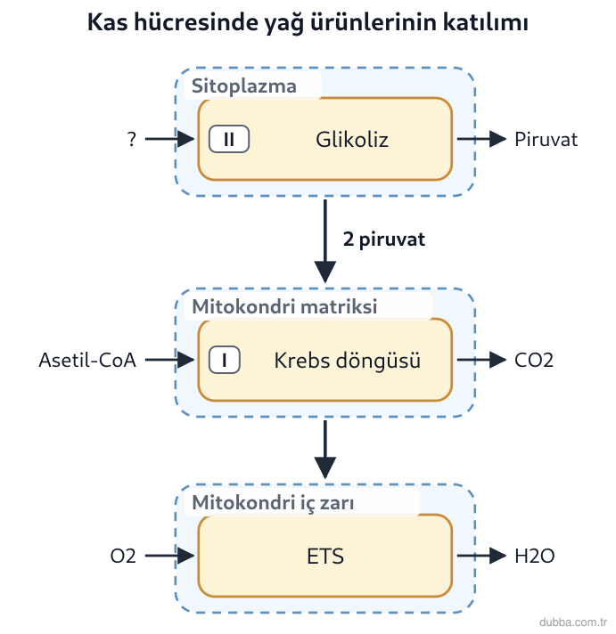 Biyoloji — Enerji ünitesi: Kas hücresinde depo yağların yıkımıyla oluşan ürünlerin solunum şemasındaki I ve II numaralı ba